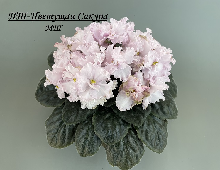ПТ-Цветущая Сакура 1.jpg