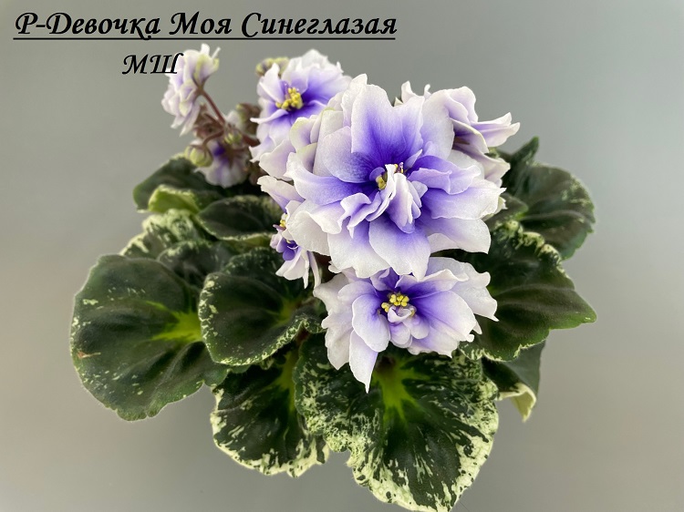 Р-Девочка Моя Синеглазая 3.jpg