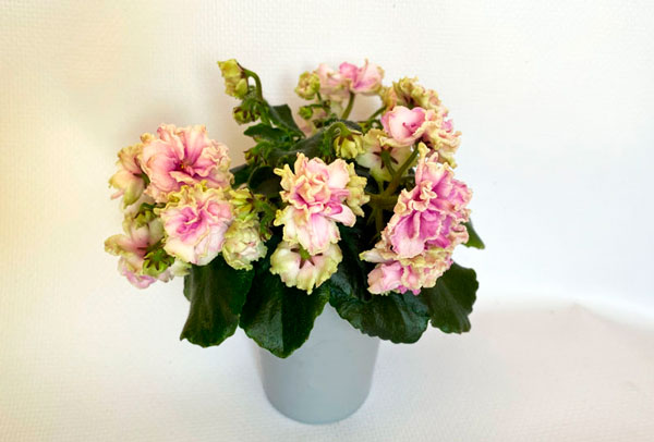 Morgan's-Drifters-Rose.jpg