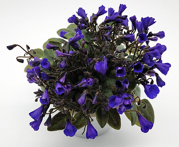 трейлер_мини_Vallarta Campanas Moradas.jpg