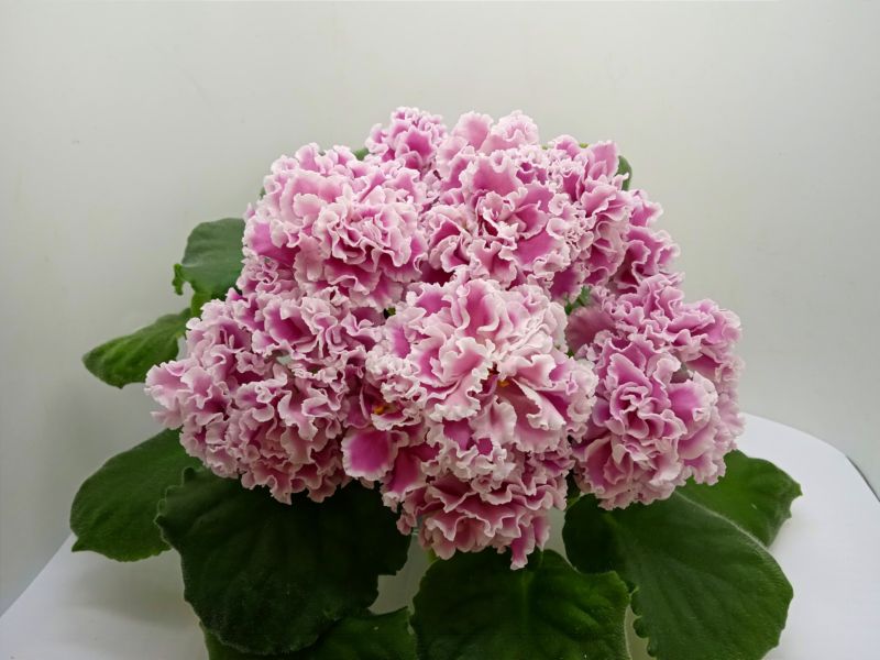 ПТ-Катерина.jpg