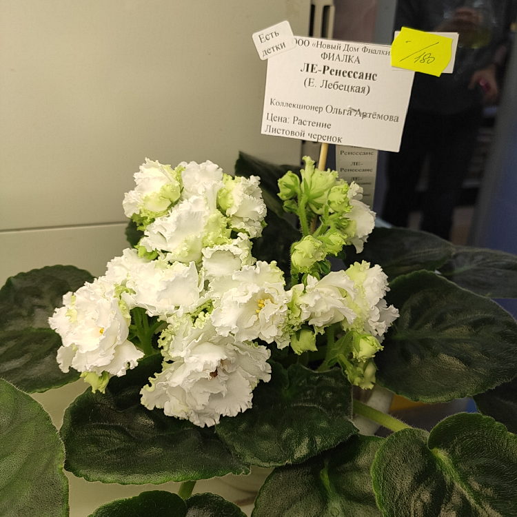 ЛЕ-Ренессанс