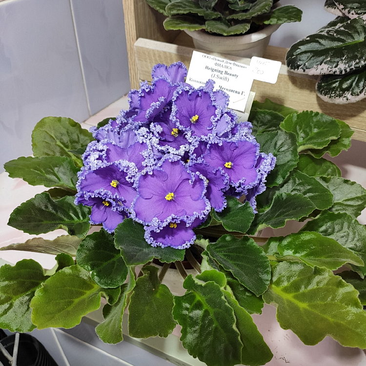 Reigning Beauty