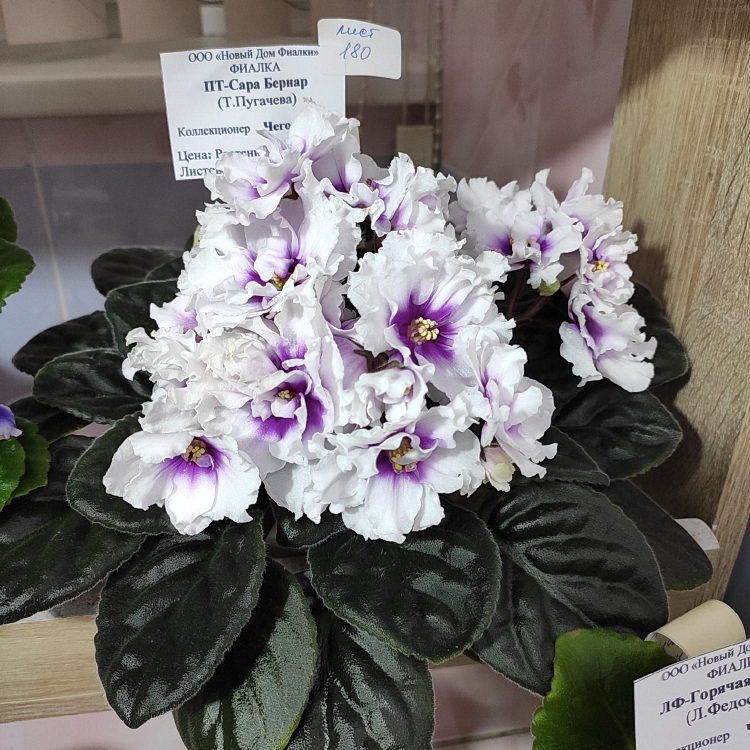 ПТ-Сара Бернар