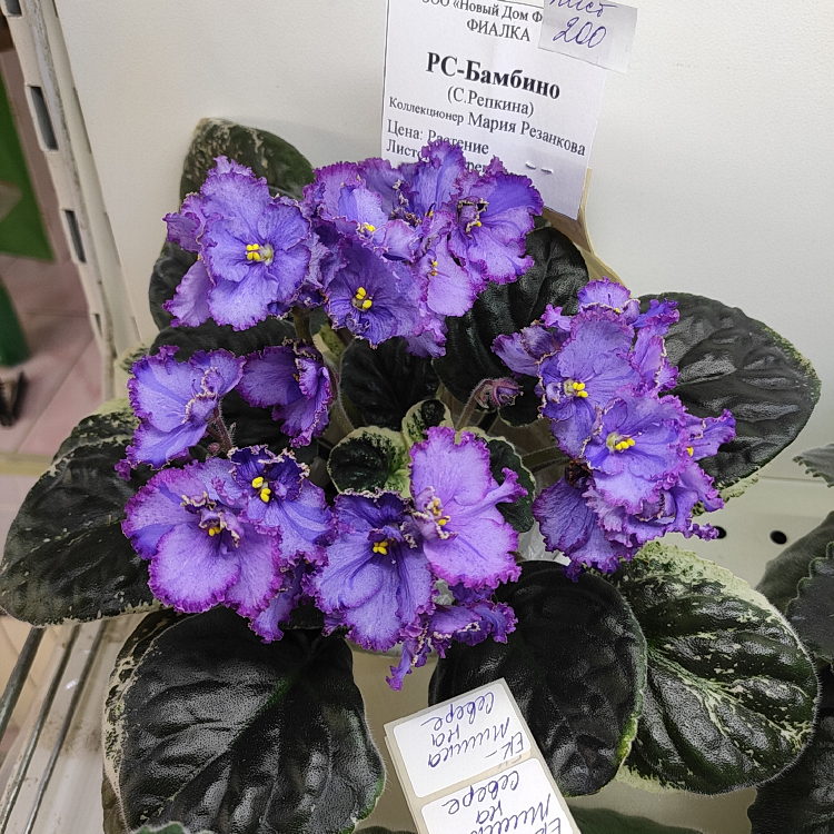 РС-Бамбино