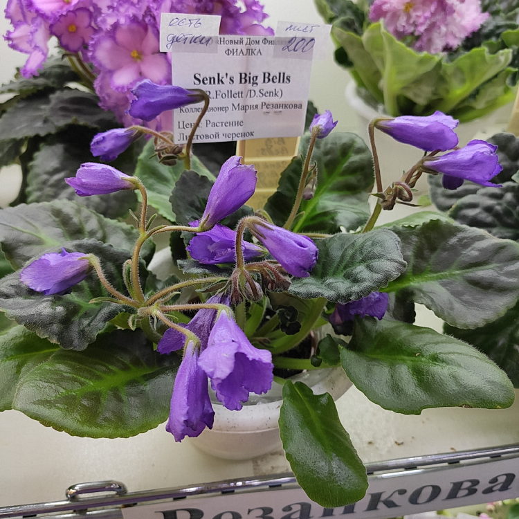 Senk's Big Bells