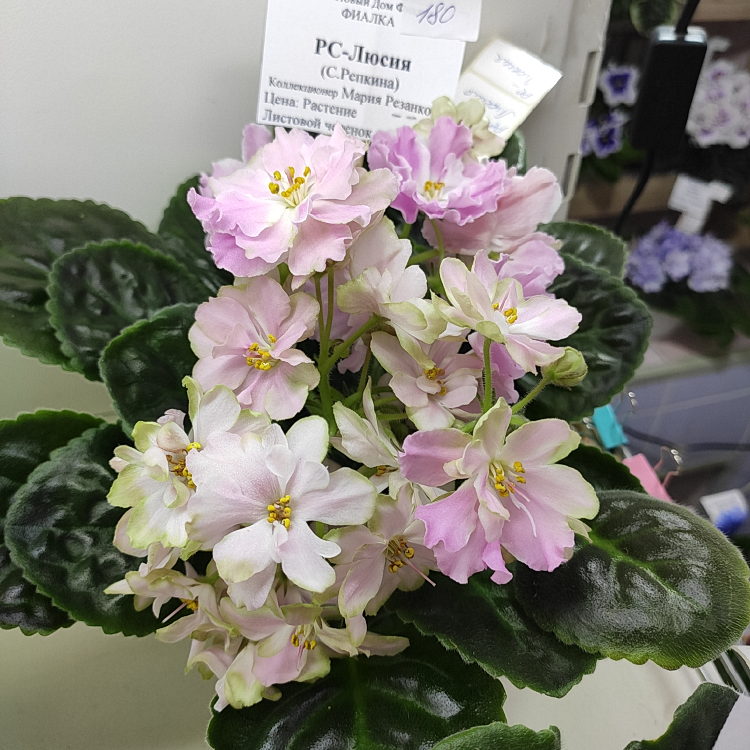 РС-Люсия