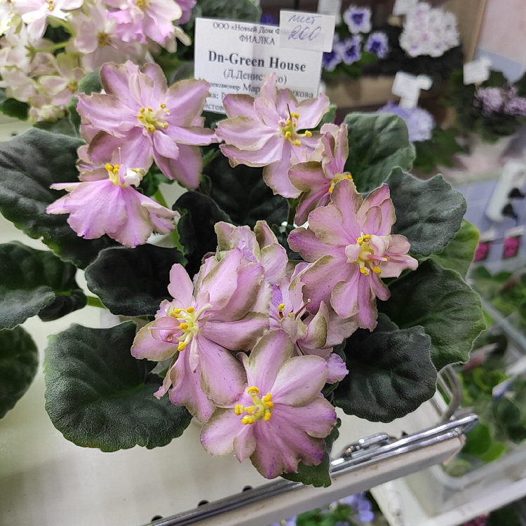 Dn-Green House