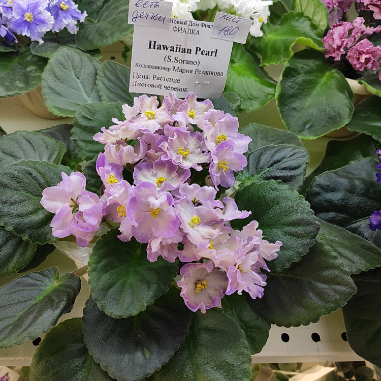 Hawaiian Pearl