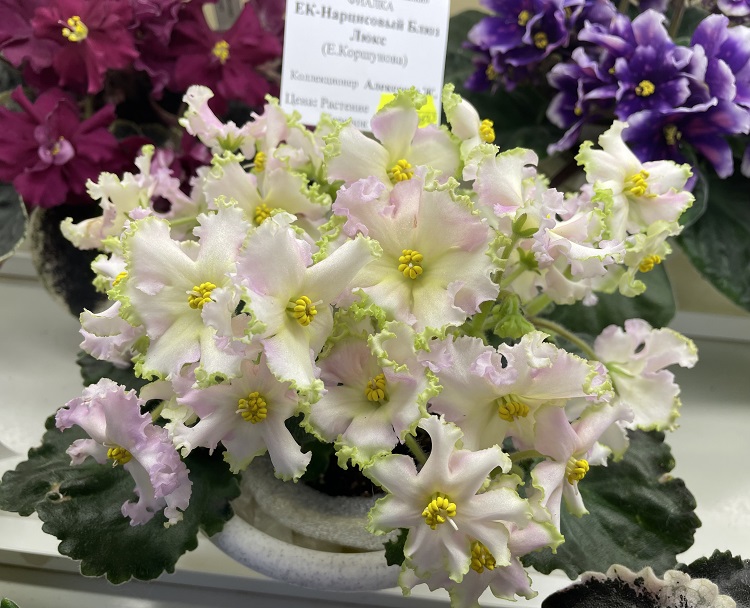 Алексеева. ЕК-Нарциссовый Блюз Люкс.jpg