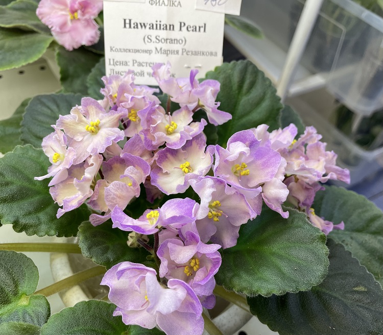 Резанкова. Hawaiian Pearl.jpg