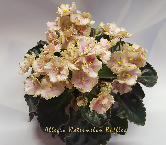 allegro_watermelon_ruffles.jpg