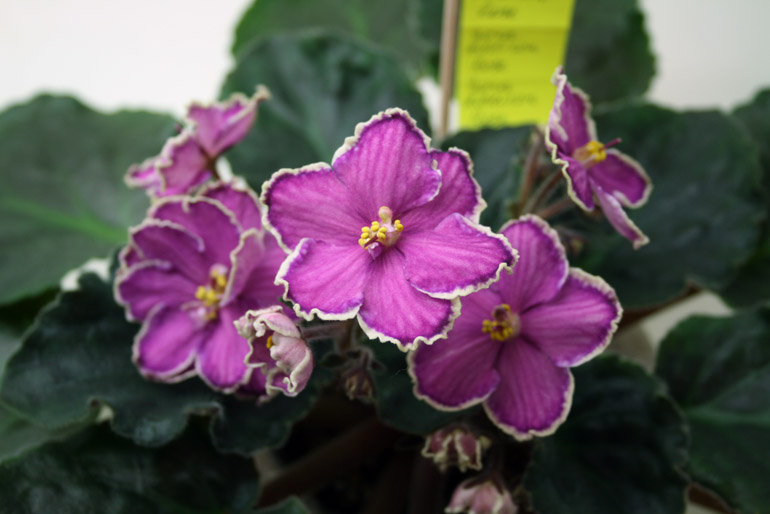 SORA ADISSON ROSE