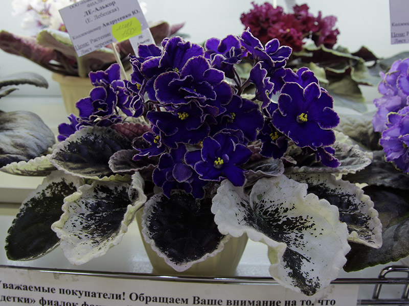 ЛЕ-Алькор