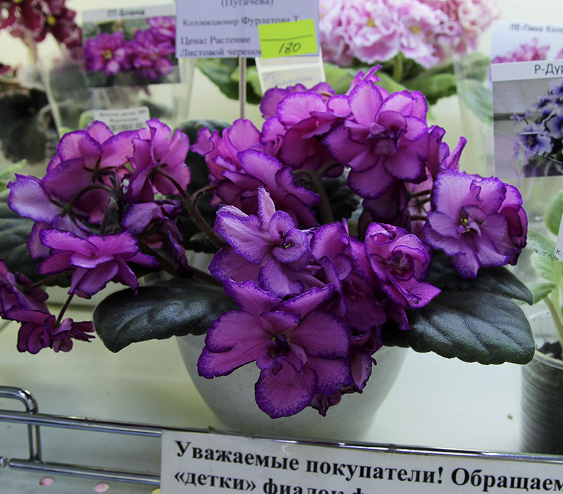 ПТ-Бланш