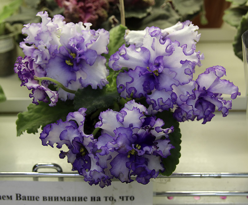 IMG_4639.JPG