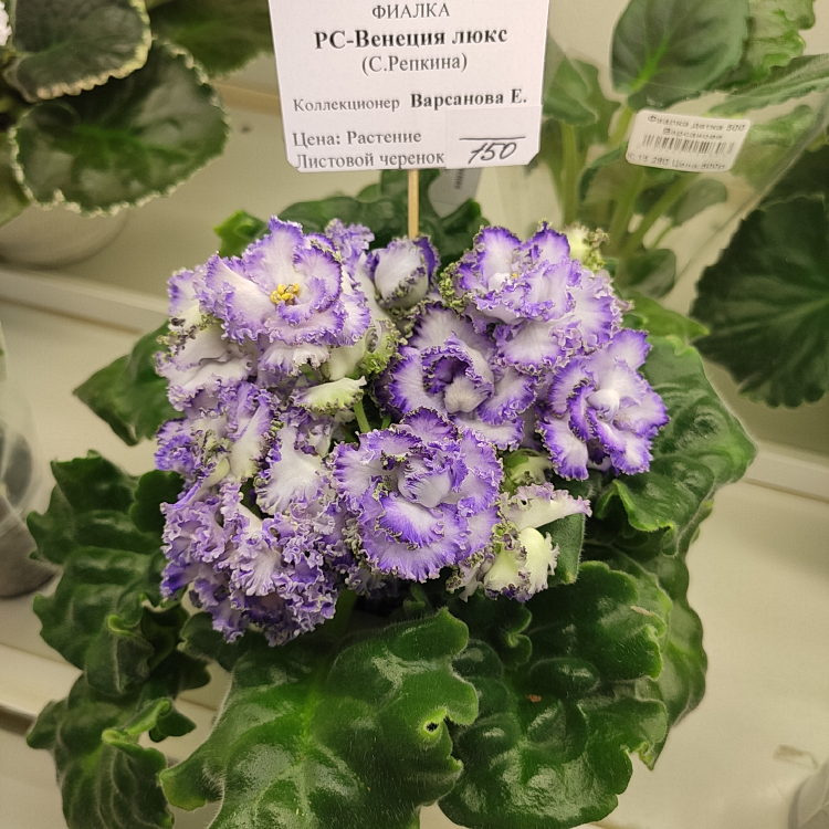 РС-Венеция Люкс