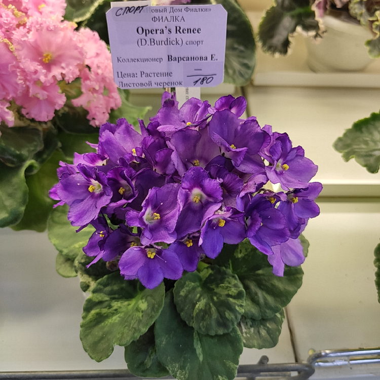 Opera's Renee