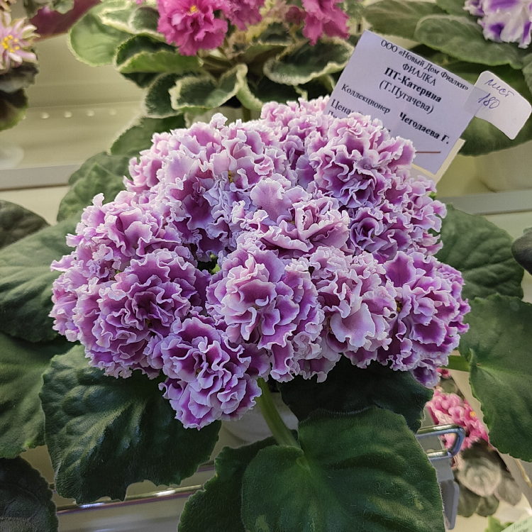 ПТ-Катерина