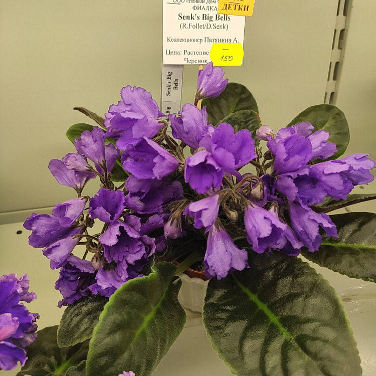 Senk's Big Bells