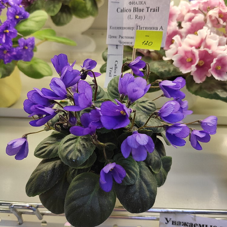 Calico Blue Trail (трейлер)