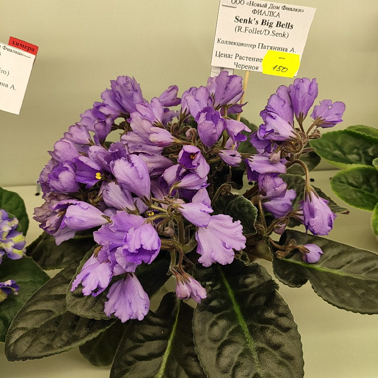 Senk's Big Bells