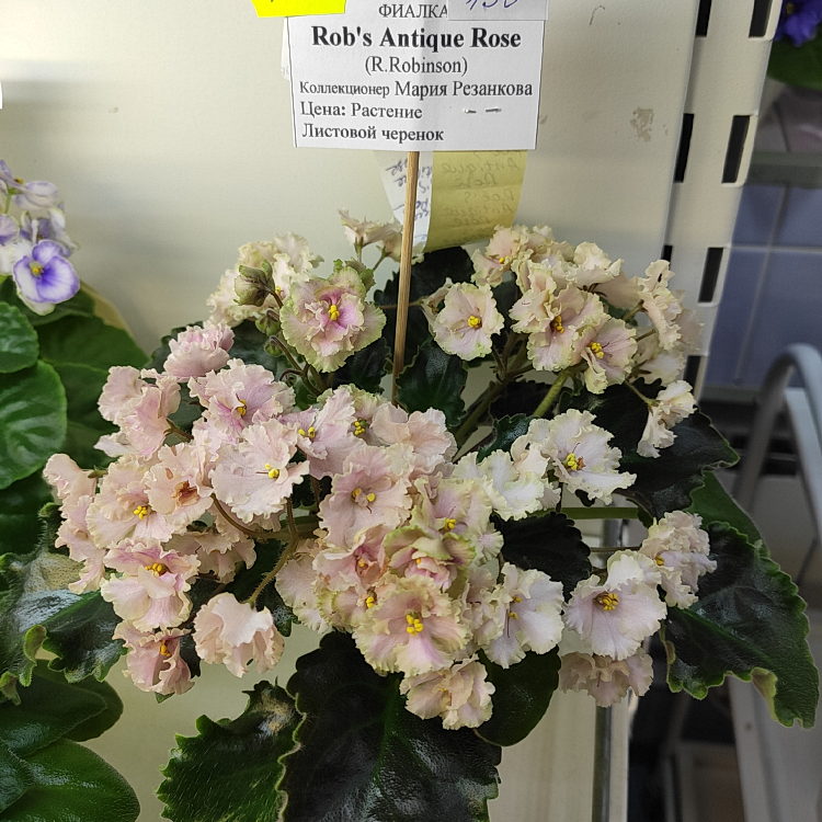 Rob's Antique Rose