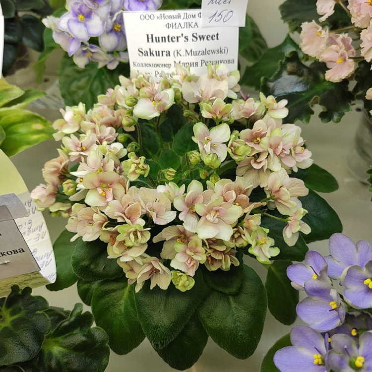 Hunter's Sweet Sakura