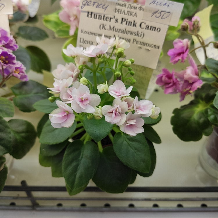 Hunter's Pink Camo