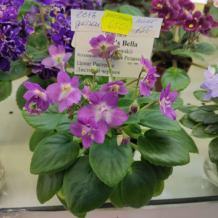 Hunter's Bella