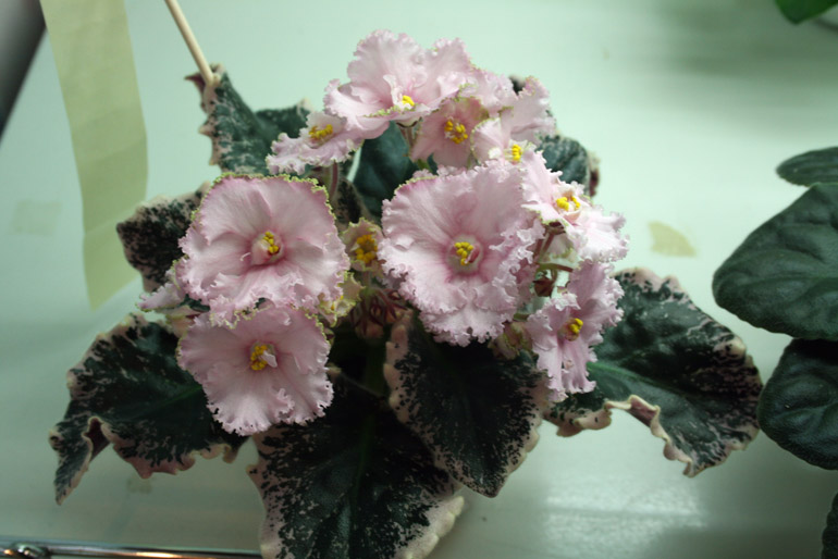 ACA'S UCRAINIAN WINTER