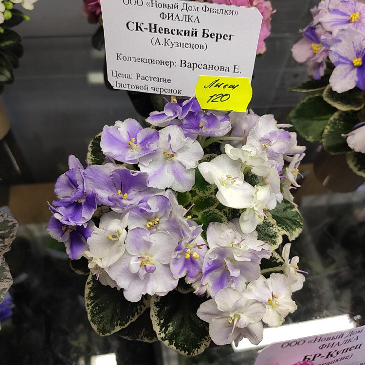 СК-Невский Берег