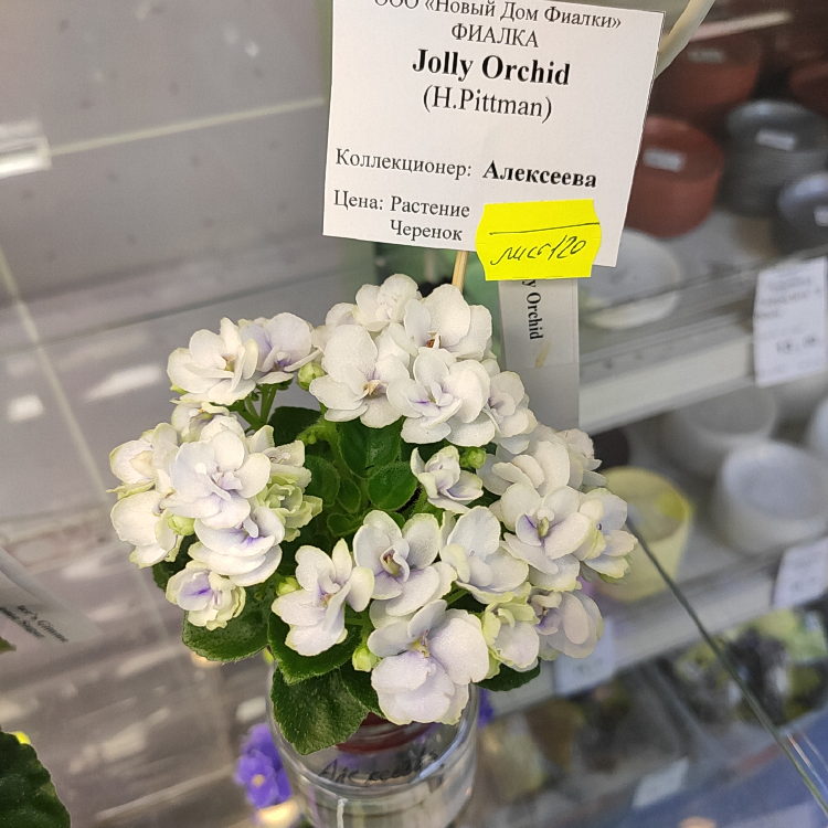 Jolly Orchid