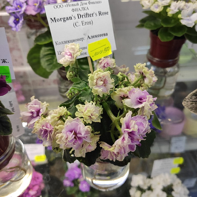 Morgan's Drifter Rose
