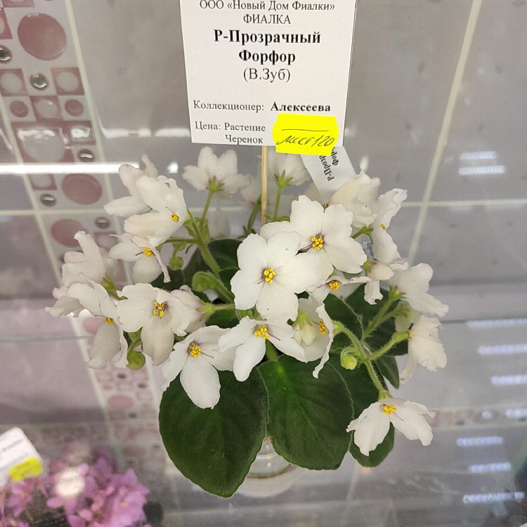 Р-Прозрачный Фарфор
