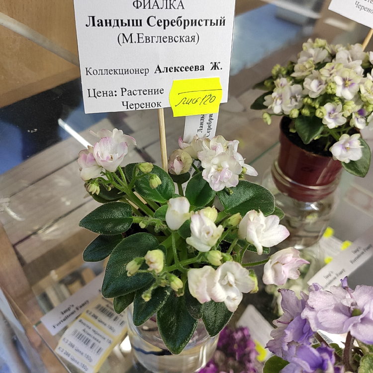 Ландыш Серебристый