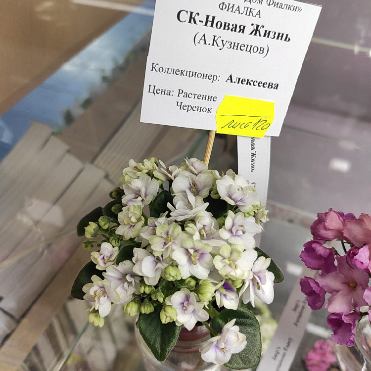 СК-Новая Жизнь