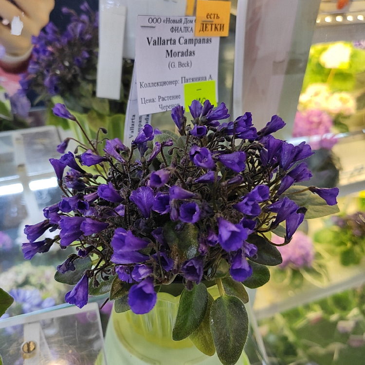 Vallarta Campanas Moradas (трейлер)