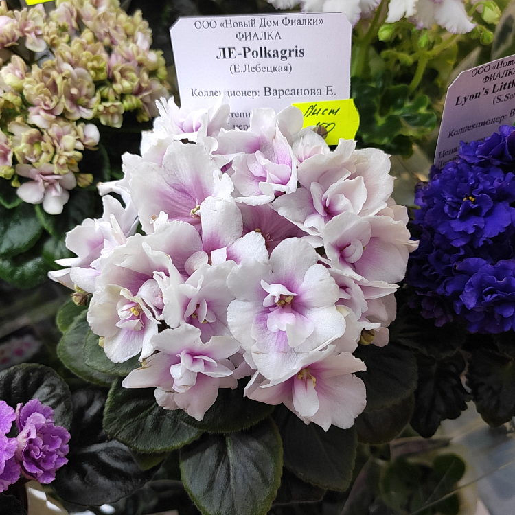 ЛЕ-Polkagris