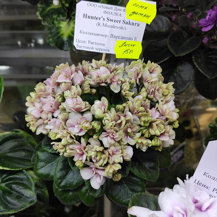 Hunter's Sweet Sakura