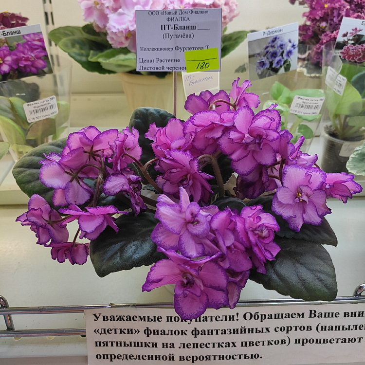 ПТ-Бланш