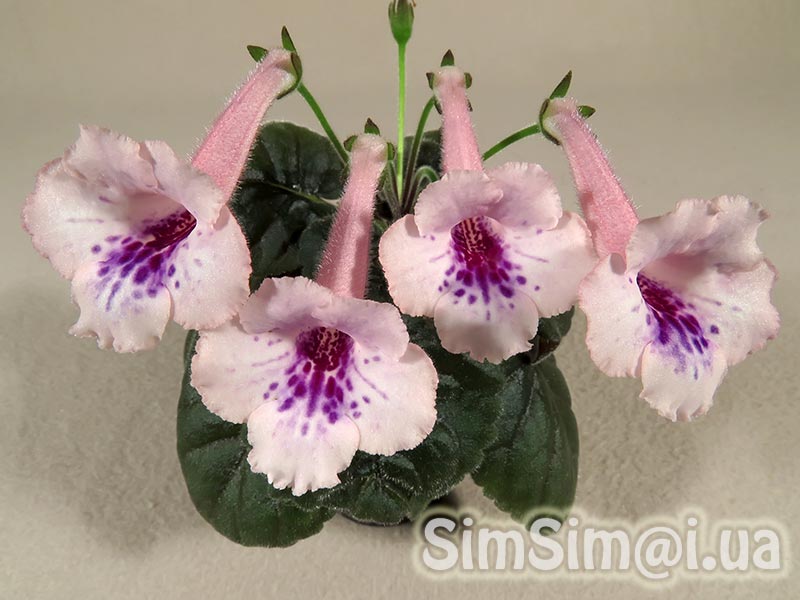 SimSim Blueberry Islands-053_3_web.jpg