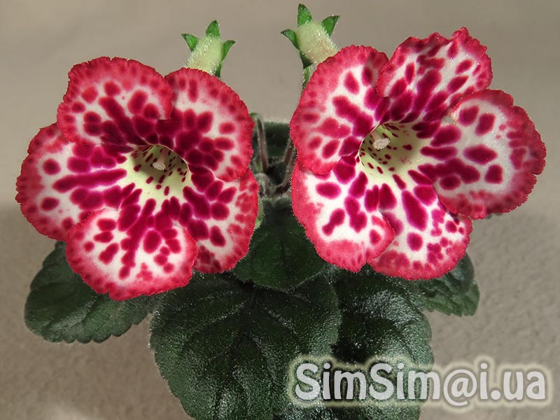 SimSim Magic Dream-226_ed1_web.jpg