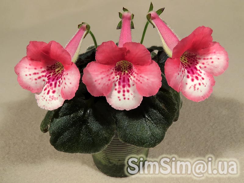 SimSim Sweet Melody-035_web.jpg