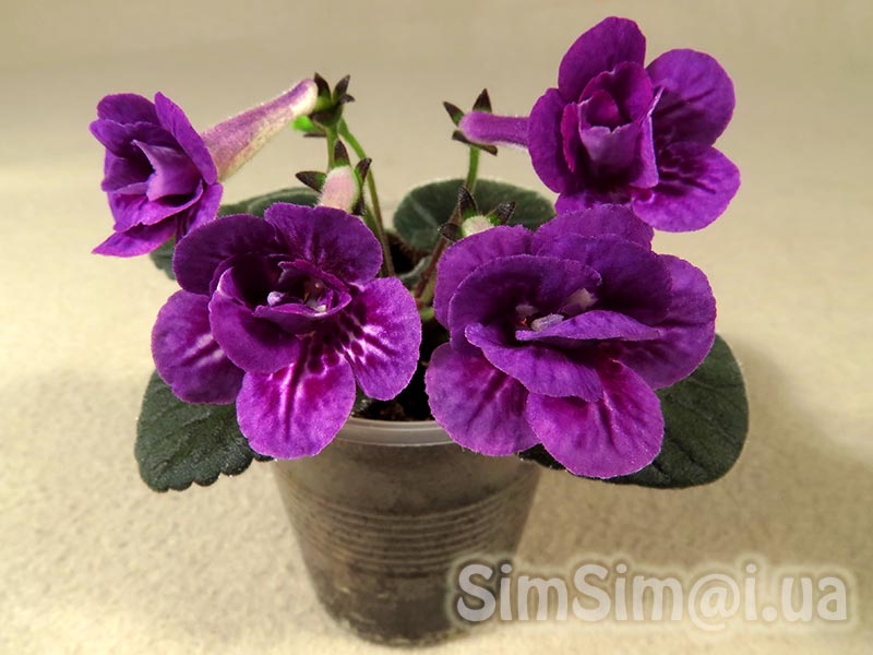 SimSim-Chunga-Changa-025_ed2_web.jpg