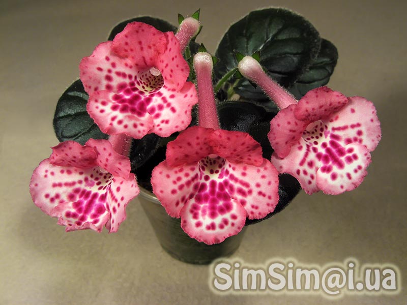 SimSim-Cherry-Punch-082_ed2_f_web.jpg