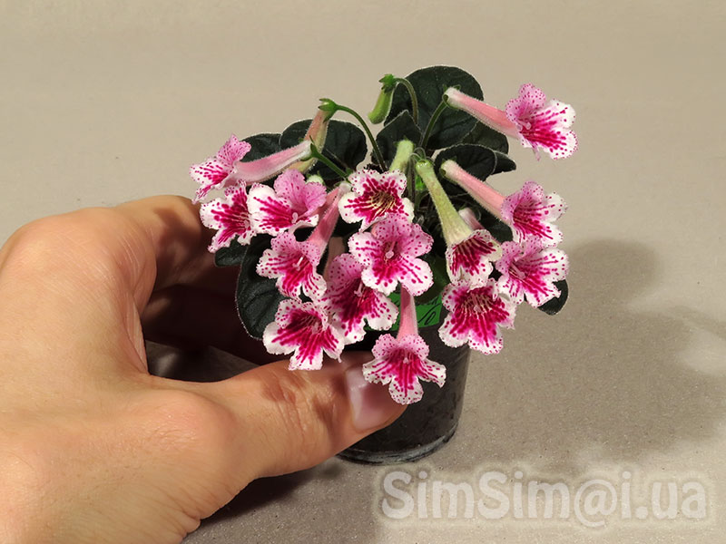 SimSim-Hummingbird-091_ed1_web_c1.jpg