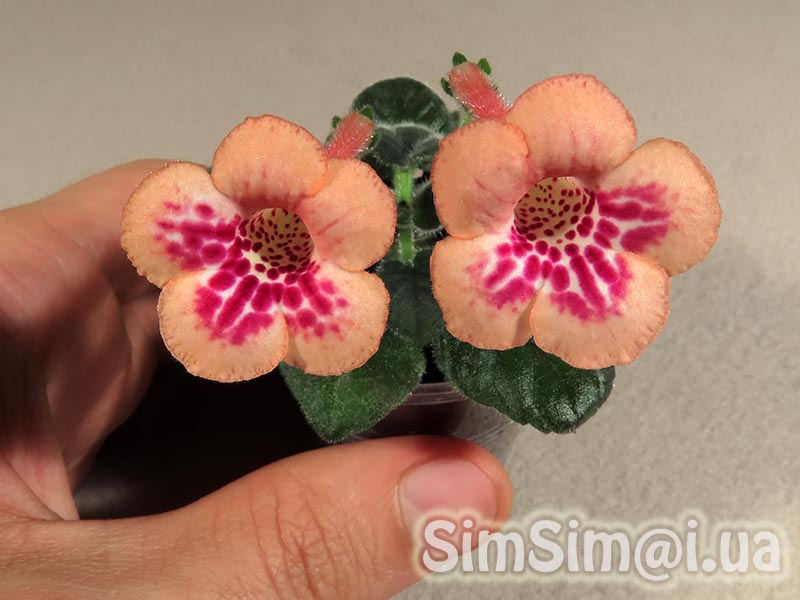SimSim-Honey-Peach-124_ed2_web.jpg