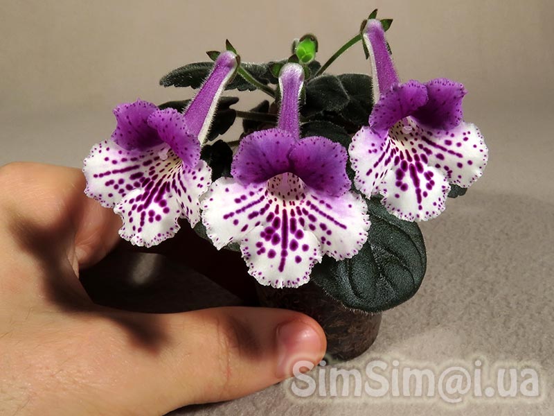SimSim-King's-Treasure-074_ed3_web.jpg