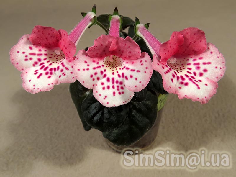 SimSim-Marzipan-020_ed1_web.jpg
